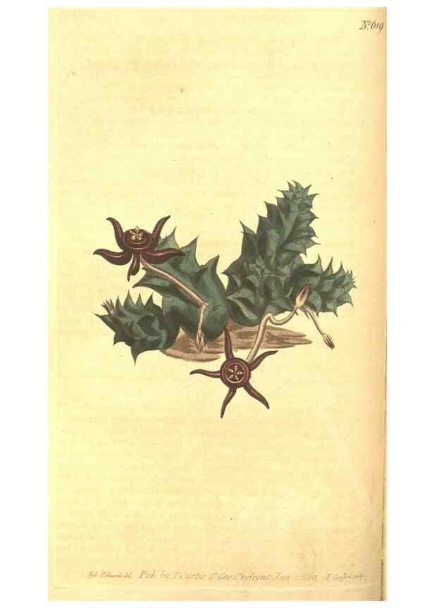 Reproducción/Reproduction 8317236831: Curtis's botanical magazine.. London ;New York [etc.] :Academic Press [etc.]
