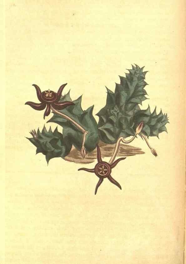 Reproducción/Reproduction 8317236831: Curtis's botanical magazine.. London ;New York [etc.] :Academic Press [etc.]