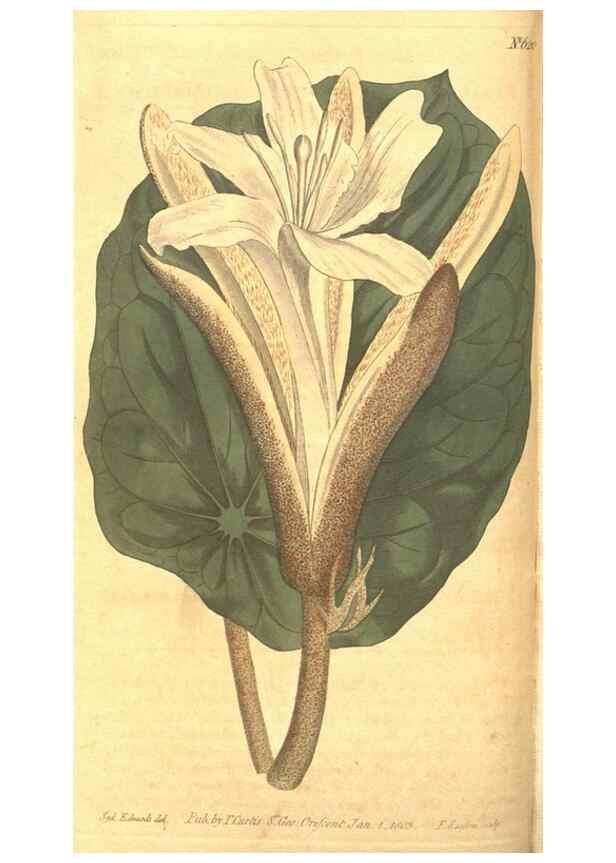 Reproducción/Reproduction 8318292920: Curtis's botanical magazine.. London ;New York [etc.] :Academic Press [etc.]