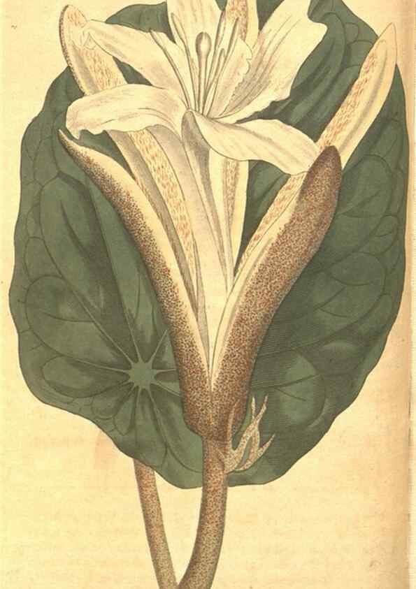 Reproducción/Reproduction 8318292920: Curtis's botanical magazine.. London ;New York [etc.] :Academic Press [etc.]