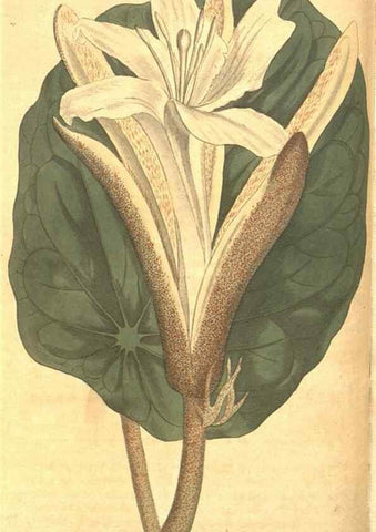 Reproducción/Reproduction 8318292920: Curtis's botanical magazine.. London ;New York [etc.] :Academic Press [etc.]