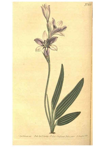 Reproducción/Reproduction 8318293646: Curtis's botanical magazine.. London ;New York [etc.] :Academic Press [etc.]