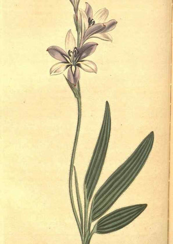 Reproducción/Reproduction 8318293646: Curtis's botanical magazine.. London ;New York [etc.] :Academic Press [etc.]