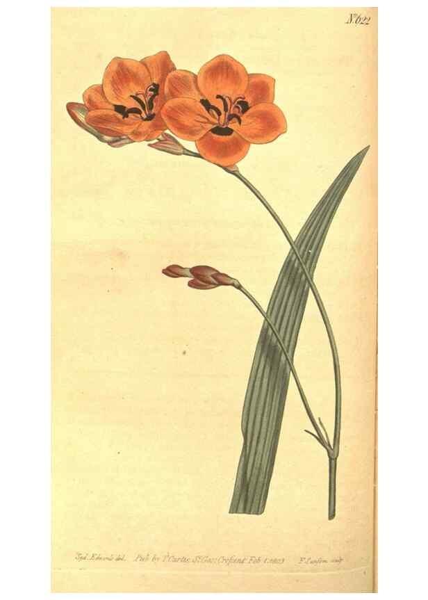 Reproducción/Reproduction 8317238991: Curtis's botanical magazine.. London ;New York [etc.] :Academic Press [etc.]