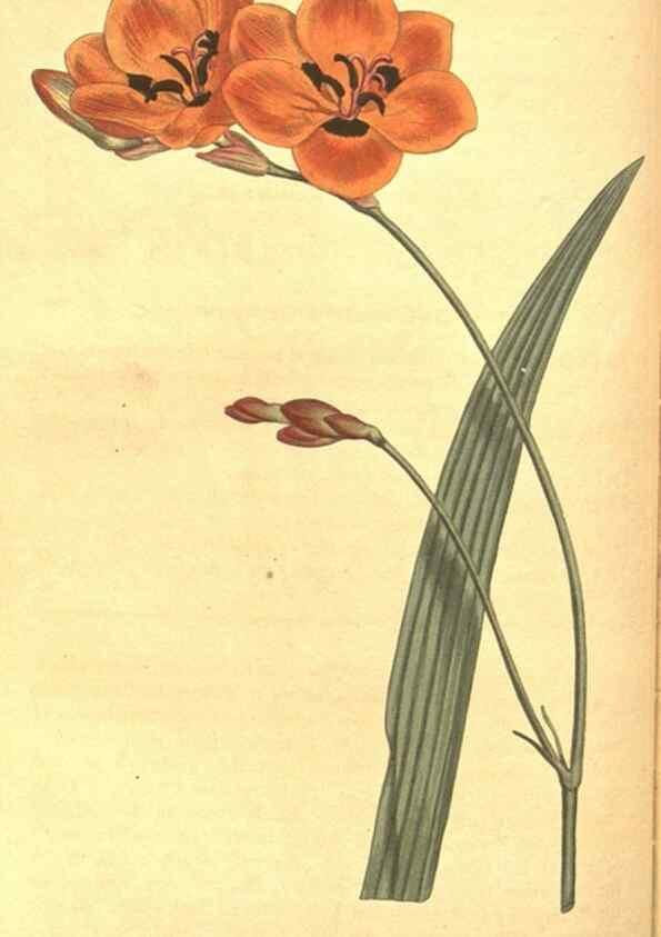 Reproducción/Reproduction 8317238991: Curtis's botanical magazine.. London ;New York [etc.] :Academic Press [etc.]