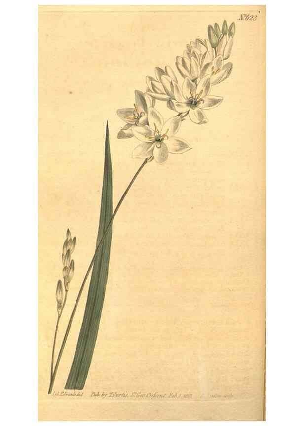 Reproducción/Reproduction 8317239681: Curtis's botanical magazine.. London ;New York [etc.] :Academic Press [etc.]