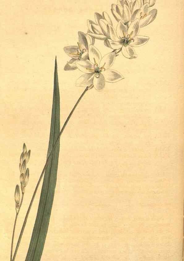 Reproducción/Reproduction 8317239681: Curtis's botanical magazine.. London ;New York [etc.] :Academic Press [etc.]
