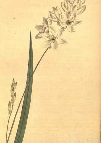 Reproducción/Reproduction 8317239681: Curtis's botanical magazine.. London ;New York [etc.] :Academic Press [etc.]