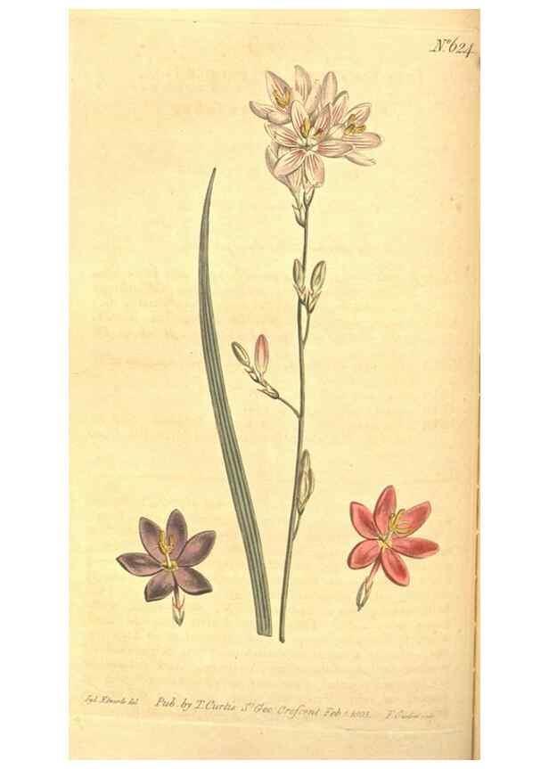 Reproducción/Reproduction 8318295726: Curtis's botanical magazine.. London ;New York [etc.] :Academic Press [etc.]