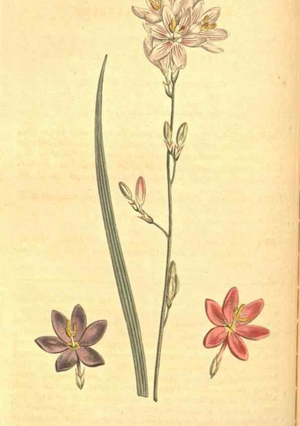 Reproducción/Reproduction 8318295726: Curtis's botanical magazine.. London ;New York [etc.] :Academic Press [etc.]