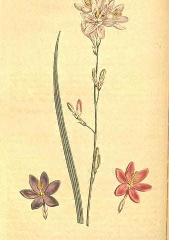 Reproducción/Reproduction 8318295726: Curtis's botanical magazine.. London ;New York [etc.] :Academic Press [etc.]