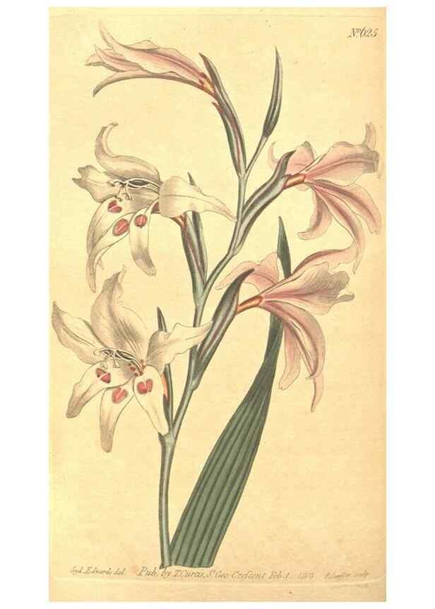 Reproducción/Reproduction 8318296568: Curtis's botanical magazine.. London ;New York [etc.] :Academic Press [etc.]