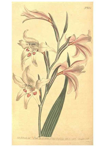Reproducción/Reproduction 8318296568: Curtis's botanical magazine.. London ;New York [etc.] :Academic Press [etc.]