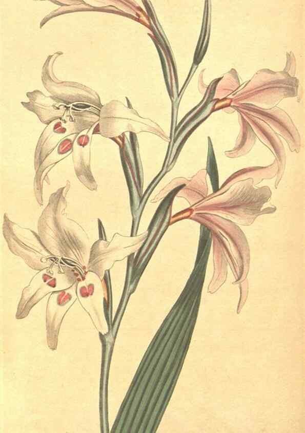 Reproducción/Reproduction 8318296568: Curtis's botanical magazine.. London ;New York [etc.] :Academic Press [etc.]