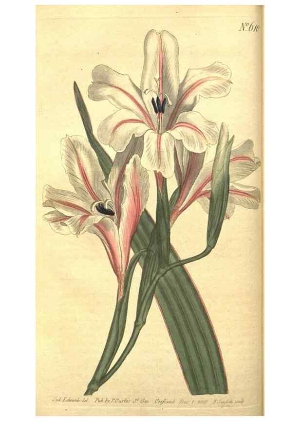 Reproducción/Reproduction 8317230769: Curtis's botanical magazine.. London ;New York [etc.] :Academic Press [etc.]