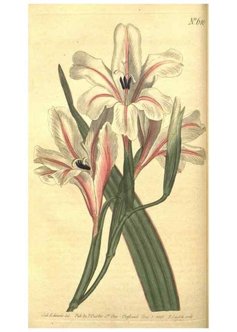 Reproducción/Reproduction 8317230769: Curtis's botanical magazine.. London ;New York [etc.] :Academic Press [etc.]