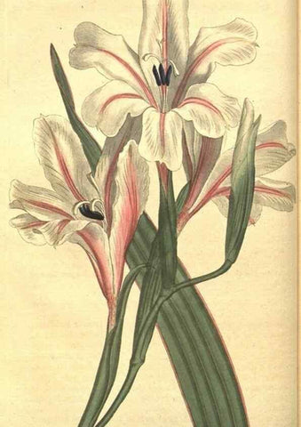 Reproducción/Reproduction 8317230769: Curtis's botanical magazine.. London ;New York [etc.] :Academic Press [etc.]