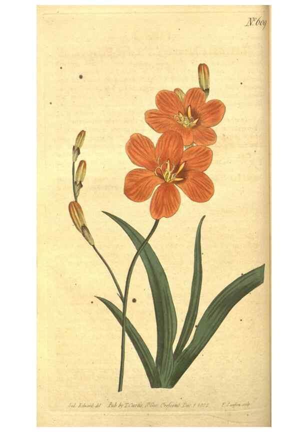 Reproducción/Reproduction 8318285068: Curtis's botanical magazine.. London ;New York [etc.] :Academic Press [etc.]