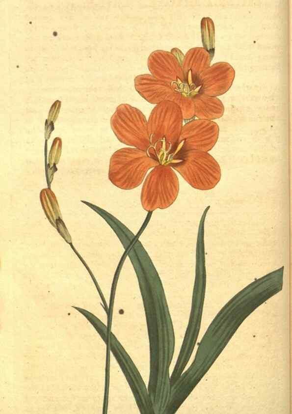 Reproducción/Reproduction 8318285068: Curtis's botanical magazine.. London ;New York [etc.] :Academic Press [etc.]