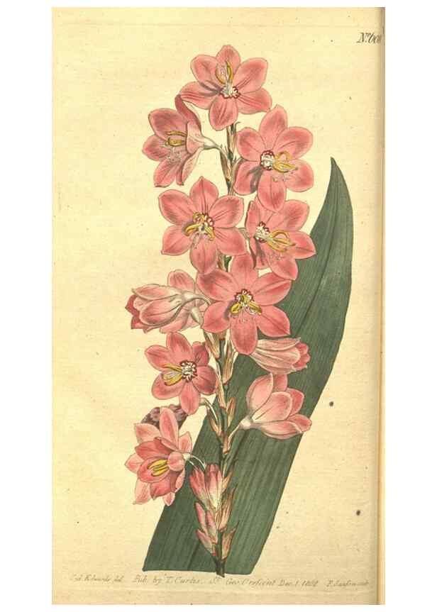 Reproducción/Reproduction 8318284076: Curtis's botanical magazine.. London ;New York [etc.] :Academic Press [etc.]