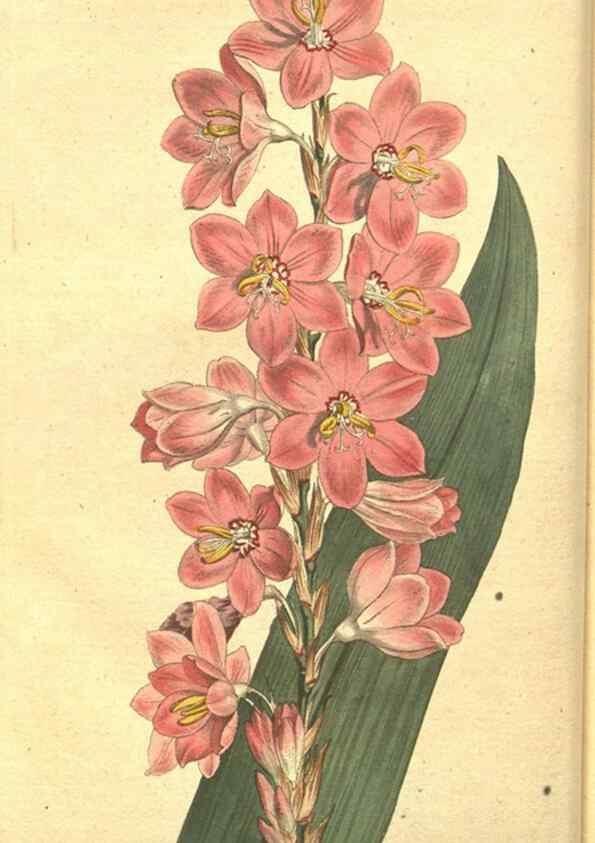 Reproducción/Reproduction 8318284076: Curtis's botanical magazine.. London ;New York [etc.] :Academic Press [etc.]