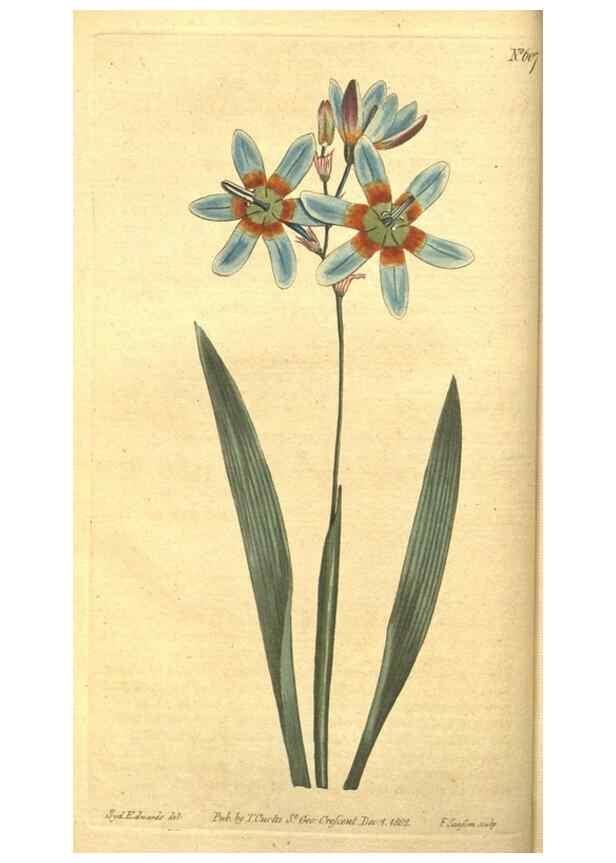 Reproducción/Reproduction 8317228251: Curtis's botanical magazine.. London ;New York [etc.] :Academic Press [etc.]