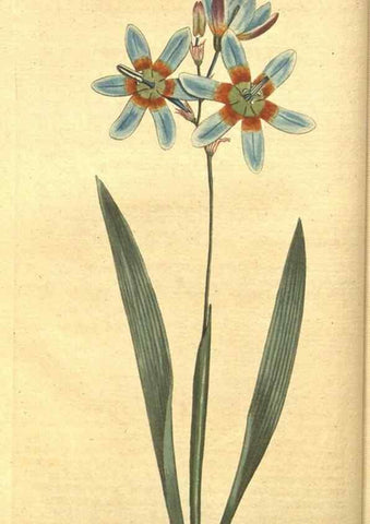 Reproducción/Reproduction 8317228251: Curtis's botanical magazine.. London ;New York [etc.] :Academic Press [etc.]