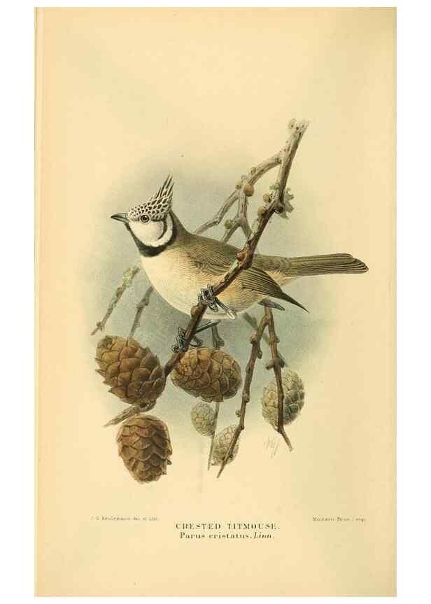 Reproducción/Reproduction 8290259637: Coloured figures of the birds of the British Islands / issued by Lord Lilford.. London :R. H. Porter,1885-1897.