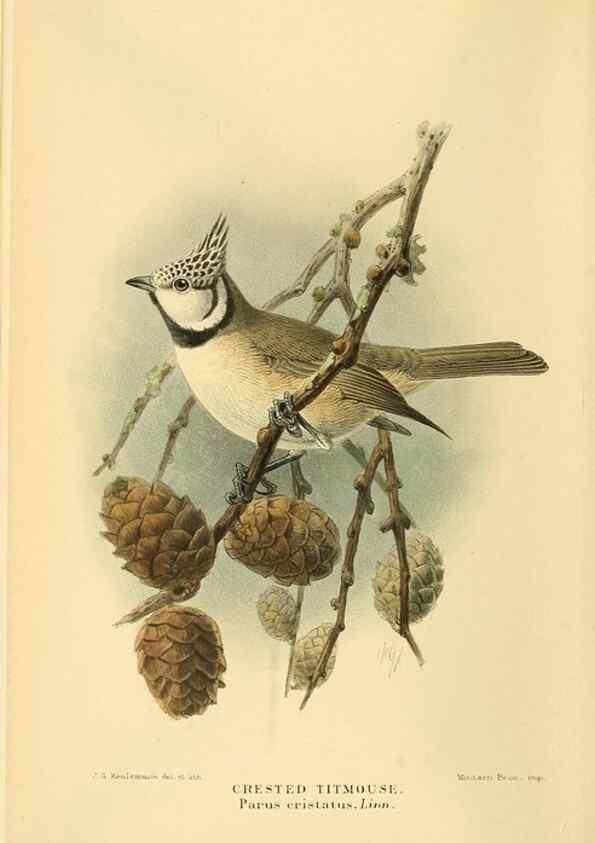 Reproducción/Reproduction 8290259637: Coloured figures of the birds of the British Islands / issued by Lord Lilford.. London :R. H. Porter,1885-1897.