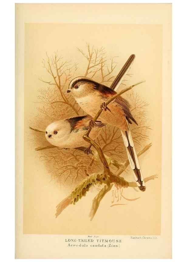 Reproducción/Reproduction 8290259949: Coloured figures of the birds of the British Islands / issued by Lord Lilford.. London :R. H. Porter,1885-1897.
