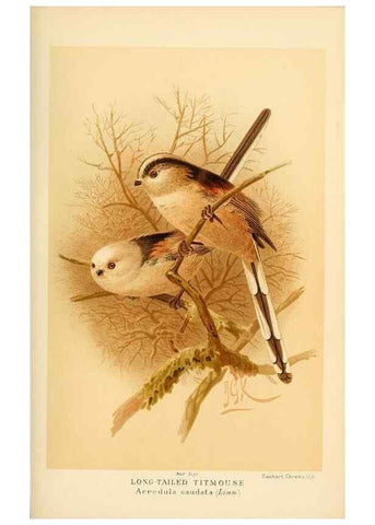 Reproducción/Reproduction 8290259949: Coloured figures of the birds of the British Islands / issued by Lord Lilford.. London :R. H. Porter,1885-1897.