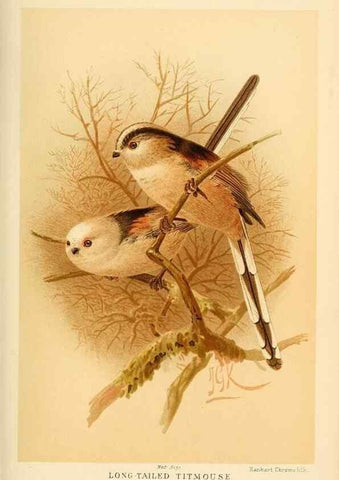 Reproducción/Reproduction 8290259949: Coloured figures of the birds of the British Islands / issued by Lord Lilford.. London :R. H. Porter,1885-1897.