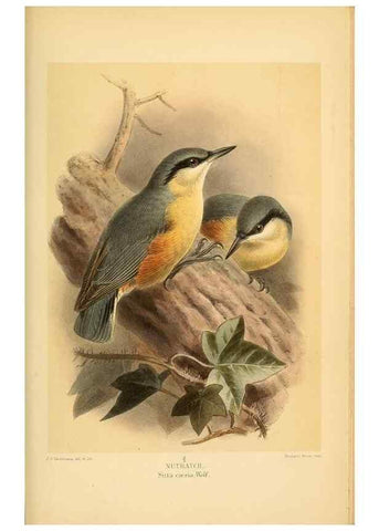 Reproducción/Reproduction 8291318686: Coloured figures of the birds of the British Islands / issued by Lord Lilford.. London :R. H. Porter,1885-1897.