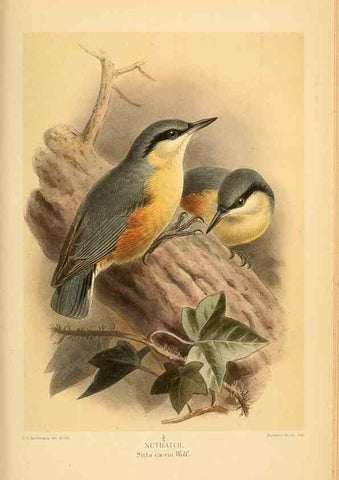 Reproducción/Reproduction 8291318686: Coloured figures of the birds of the British Islands / issued by Lord Lilford.. London :R. H. Porter,1885-1897.