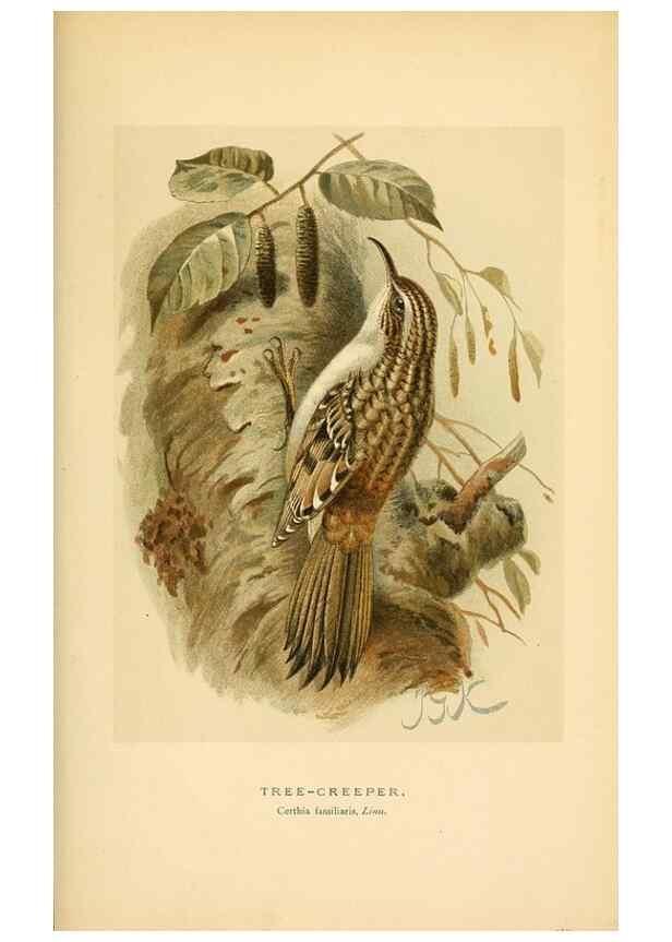 Reproducción/Reproduction 8290260631: Coloured figures of the birds of the British Islands / issued by Lord Lilford.. London :R. H. Porter,1885-1897.