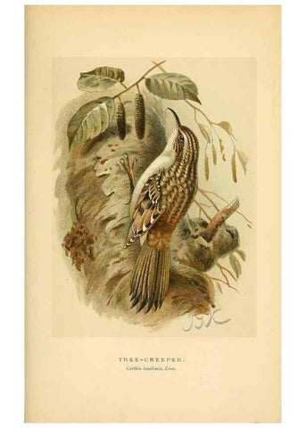 Reproducción/Reproduction 8290260631: Coloured figures of the birds of the British Islands / issued by Lord Lilford.. London :R. H. Porter,1885-1897.