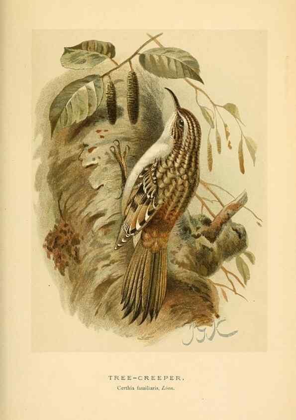 Reproducción/Reproduction 8290260631: Coloured figures of the birds of the British Islands / issued by Lord Lilford.. London :R. H. Porter,1885-1897.
