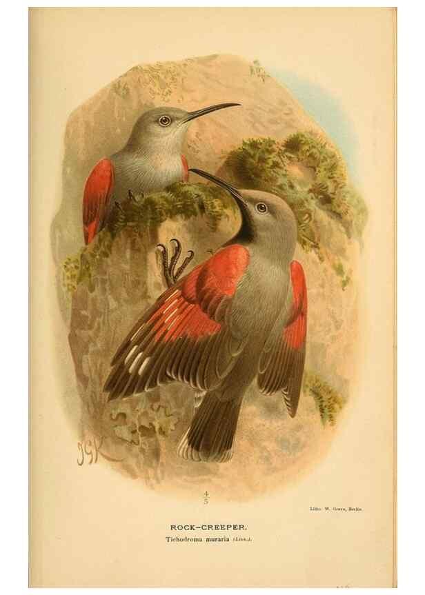 Reproducción/Reproduction 8291319384: Coloured figures of the birds of the British Islands / issued by Lord Lilford.. London :R. H. Porter,1885-1897.