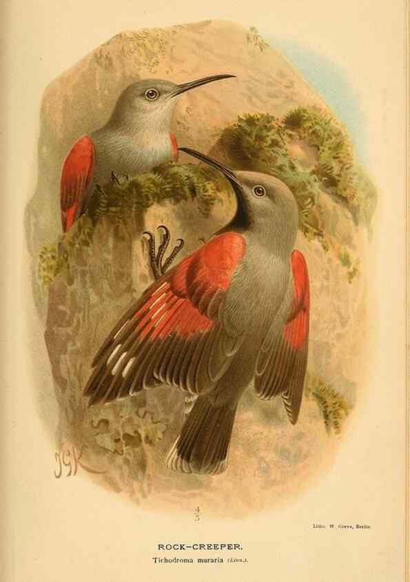 Reproducción/Reproduction 8291319384: Coloured figures of the birds of the British Islands / issued by Lord Lilford.. London :R. H. Porter,1885-1897.
