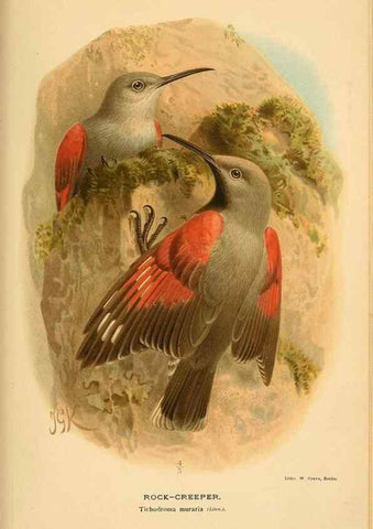 Reproducción/Reproduction 8291319384: Coloured figures of the birds of the British Islands / issued by Lord Lilford.. London :R. H. Porter,1885-1897.
