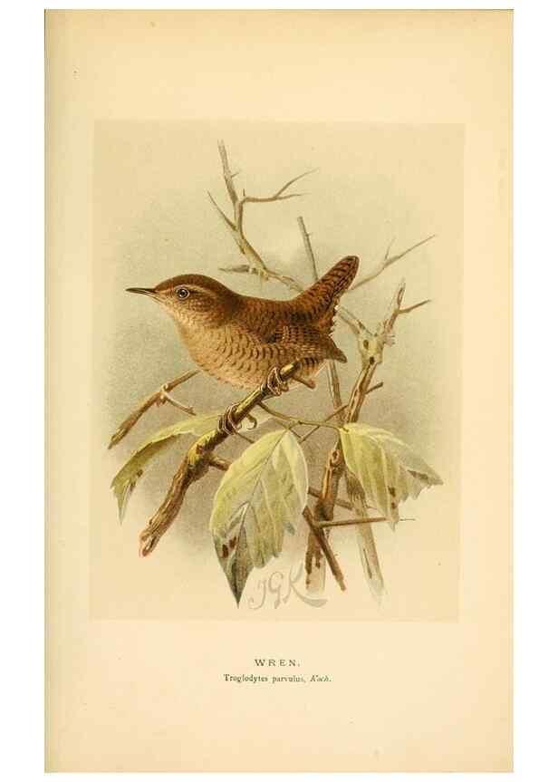 Reproducción/Reproduction 8290261277: Coloured figures of the birds of the British Islands / issued by Lord Lilford.. London :R. H. Porter,1885-1897.