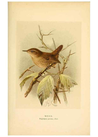 Reproducción/Reproduction 8290261277: Coloured figures of the birds of the British Islands / issued by Lord Lilford.. London :R. H. Porter,1885-1897.