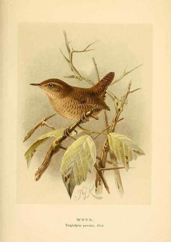 Reproducción/Reproduction 8290261277: Coloured figures of the birds of the British Islands / issued by Lord Lilford.. London :R. H. Porter,1885-1897.