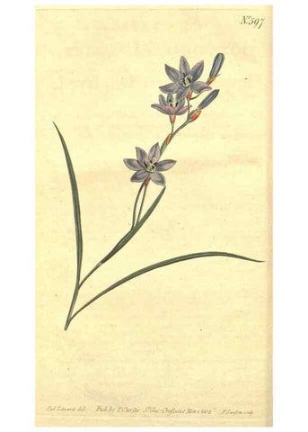 Reproducción/Reproduction 8317221407: Curtis's botanical magazine.. London ;New York [etc.] :Academic Press [etc.]
