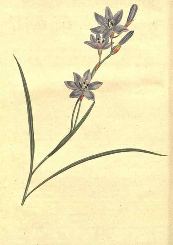 Reproducción/Reproduction 8317221407: Curtis's botanical magazine.. London ;New York [etc.] :Academic Press [etc.]