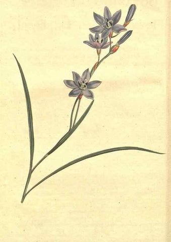 Reproducción/Reproduction 8317221407: Curtis's botanical magazine.. London ;New York [etc.] :Academic Press [etc.]