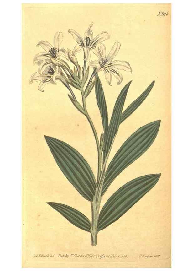 Reproducción/Reproduction 8318297160: Curtis's botanical magazine.. London ;New York [etc.] :Academic Press [etc.]
