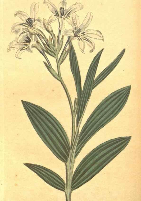 Reproducción/Reproduction 8318297160: Curtis's botanical magazine.. London ;New York [etc.] :Academic Press [etc.]