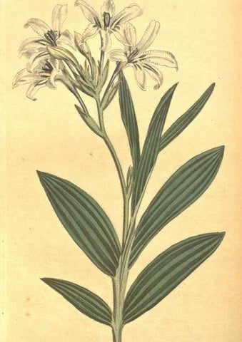 Reproducción/Reproduction 8318297160: Curtis's botanical magazine.. London ;New York [etc.] :Academic Press [etc.]