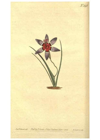 Reproducción/Reproduction 8318277656: Curtis's botanical magazine.. London ;New York [etc.] :Academic Press [etc.]